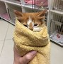Image result for The Cutest Thing You've Ever Seen