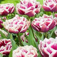 Risultato immagine per Tulipa Wyndham