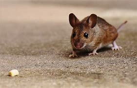 Image result for Cute Mouse Names