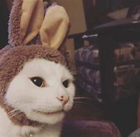 Image result for Rabbit Meme Template