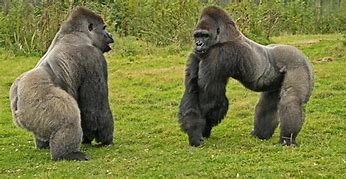 Image result for Silverback Gorillas in the Wild