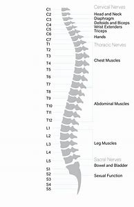 Image result for Human Spine Labeled