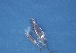 Image result for Russian exercise threat to whales