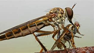 Image result for diptera