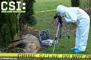 Image result for CSI Funny Memes