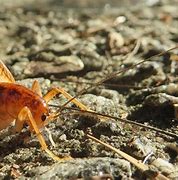 Image result for Crickets in New Mexico