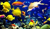 Image result for Free Fish DreamScene Wallpaper Downloads. Size: 170 x 100. Source: wallpaperaccess.com