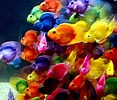 Image result for Free Fish DreamScene Wallpaper Downloads. Size: 117 x 100. Source: ar.inspiredpencil.com