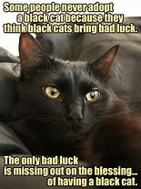 Image result for Bad Luck Cat Meme