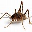 Image result for Get Rid of Camel Crickets