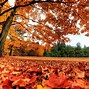 Image result for 1080P Wallpaper Orange Landscape