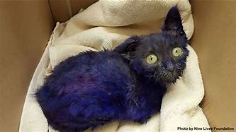 Image result for Cat Dyed Blue