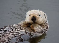 Image result for Sea Otter Endangered