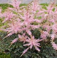 Image result for Astilbe Hennie Graafland (Simplicifolia-Group)