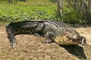 Image result for Biggest Croc Ever