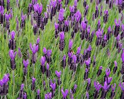 Bildergebnis für Lavandula stoechas