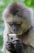 Image result for Monkey with iPhone