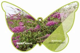 Image result for Buddleja ARGUS Velvet (r)