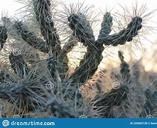 Image result for Saguaro Cactus Spines