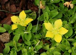 Image result for Lysimachia japonica var. minutissima