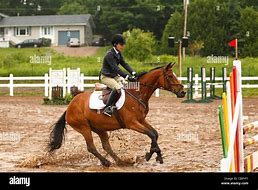 Image result for Bay Horse Jumping