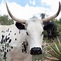 Image result for Nguni Cattle Bull
