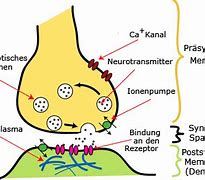 Image result for Synapsen Grafik