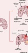 Image result for Aging Brain and Eye