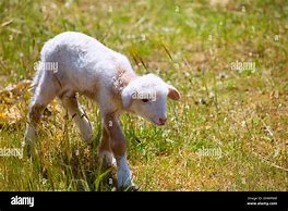 Image result for Lamb Newborn Mlik