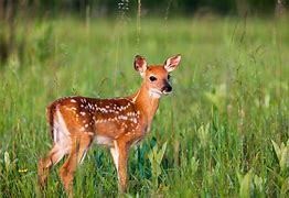 Image result for Fawn