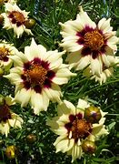 Image result for Coreopsis (x) Autumn Blush ®
