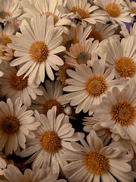 Image result for Flower Drawing On Phone
