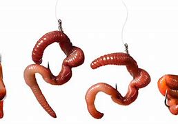 Image result for Fishing Hook with Worm