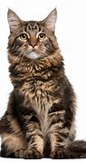 Image result for Maine Coon Cat White Background