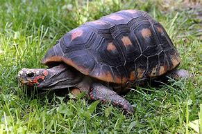 Image result for RedFoot Tortoise