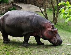 Image result for Detroit Zoo Hippo