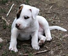 Image result for Pit Bull Tail