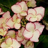 Hydrangea macrophylla Love you Kiss (r)-এর ছবি ফলাফল