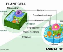Image result for Plant and Animal Cells Under Microscope