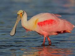 Image result for Phone Bill Bird