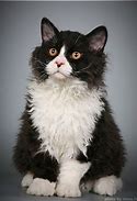 Image result for Tuxedo Cat Face