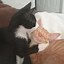 Image result for Cats Doing Weird Things