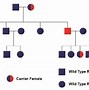 Image result for Homozygous Recessive Example