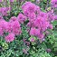 Image result for Thalictrum Little Pinkie
