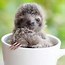 Image result for Adorable Sloth Funny