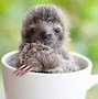 Image result for Super Cute Baby Sloth