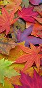 Image result for Colored Leaf