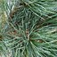 Image result for Pinus cembra Bergkönig