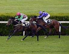 Image result for Horse racing