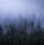 Image result for 8K Dark Forest Wallpaper